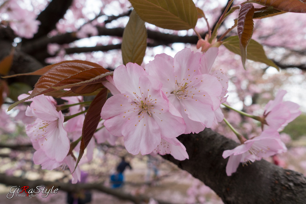 Hanami dei fiori di ciliegio