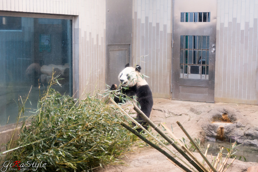 panda-fame
