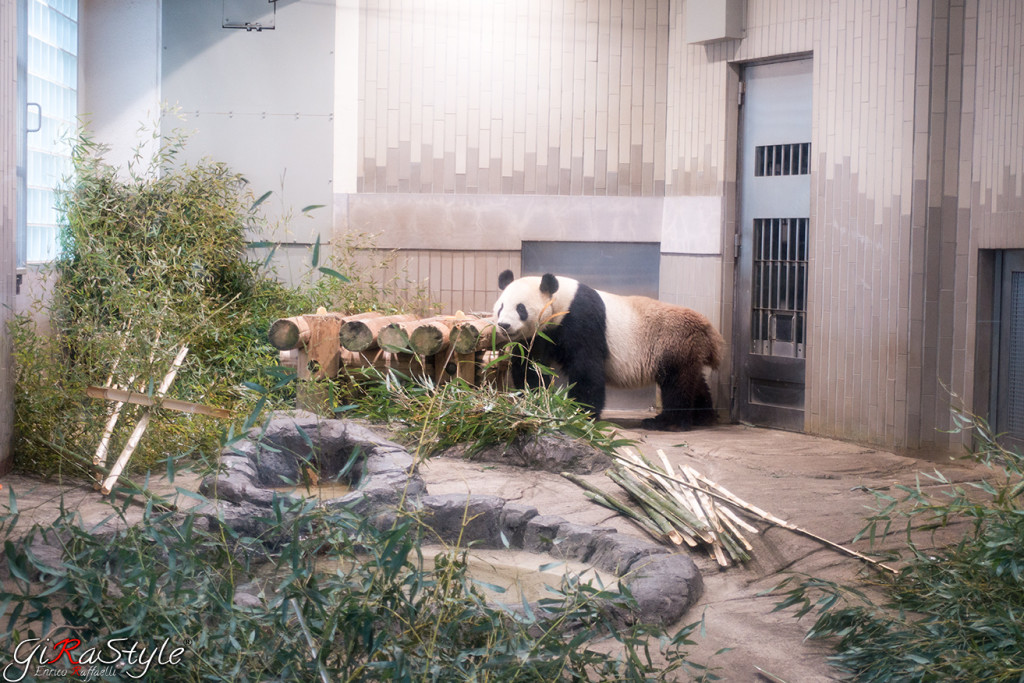 panda-maschio-arrivato-a-nanna