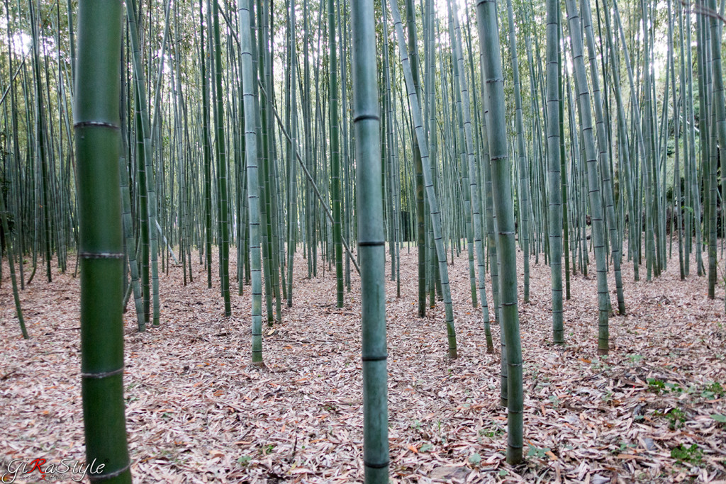 bamboo-forrest-kyoto