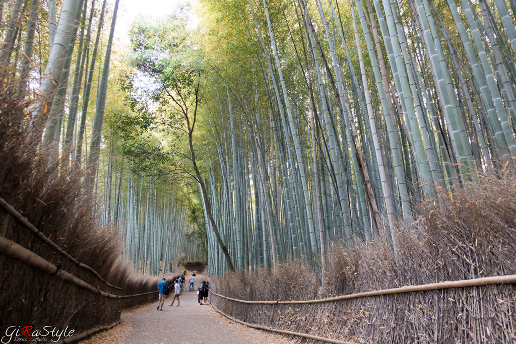 foresta-di-bamboo