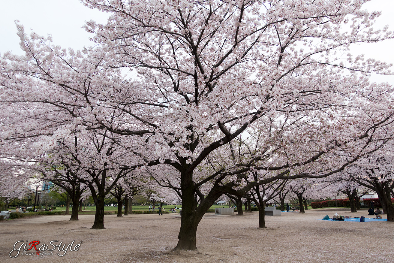 Sakura fioriti in Giappone