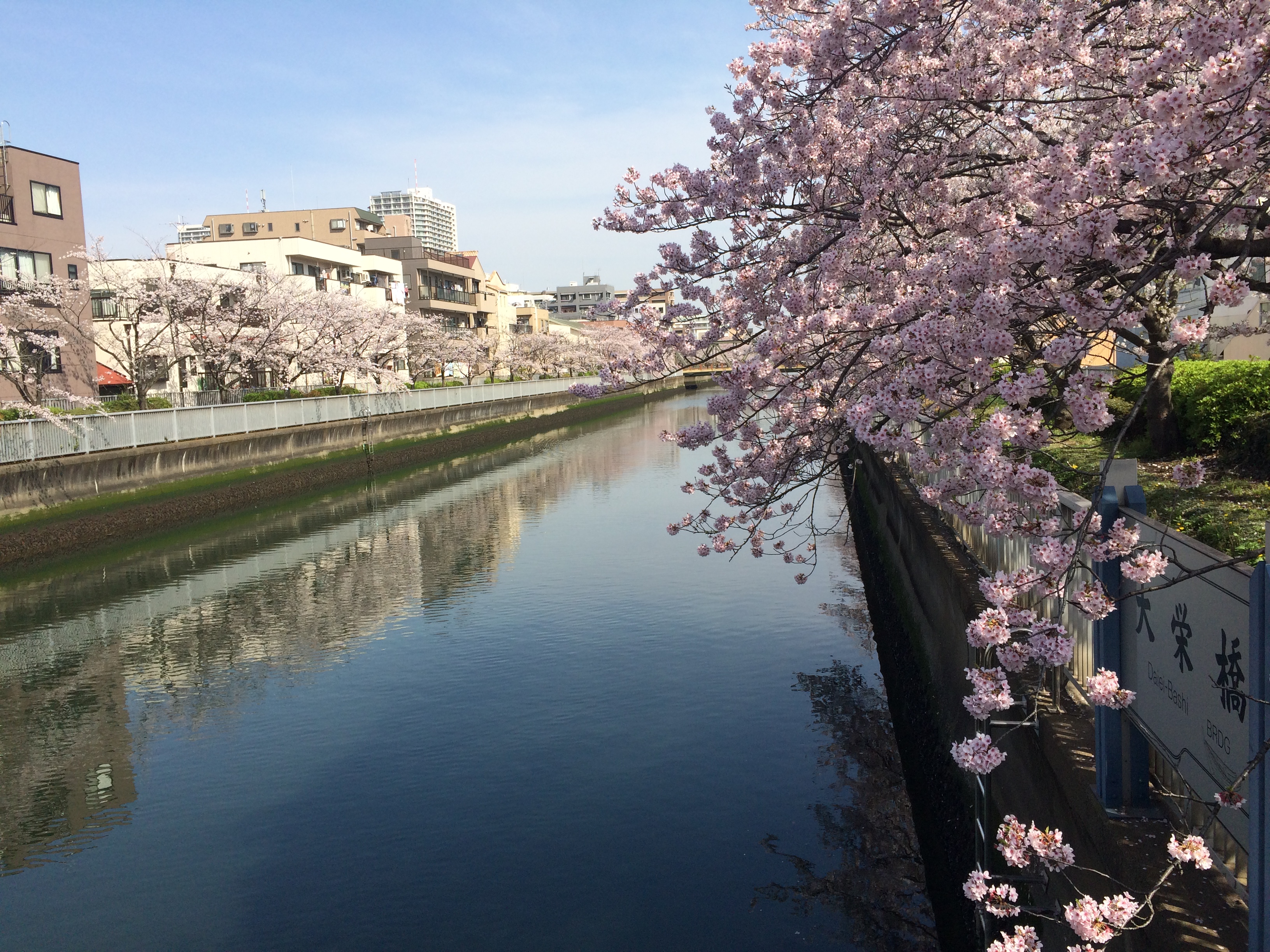 Fiume e ciliegi fioriti a Tokyo