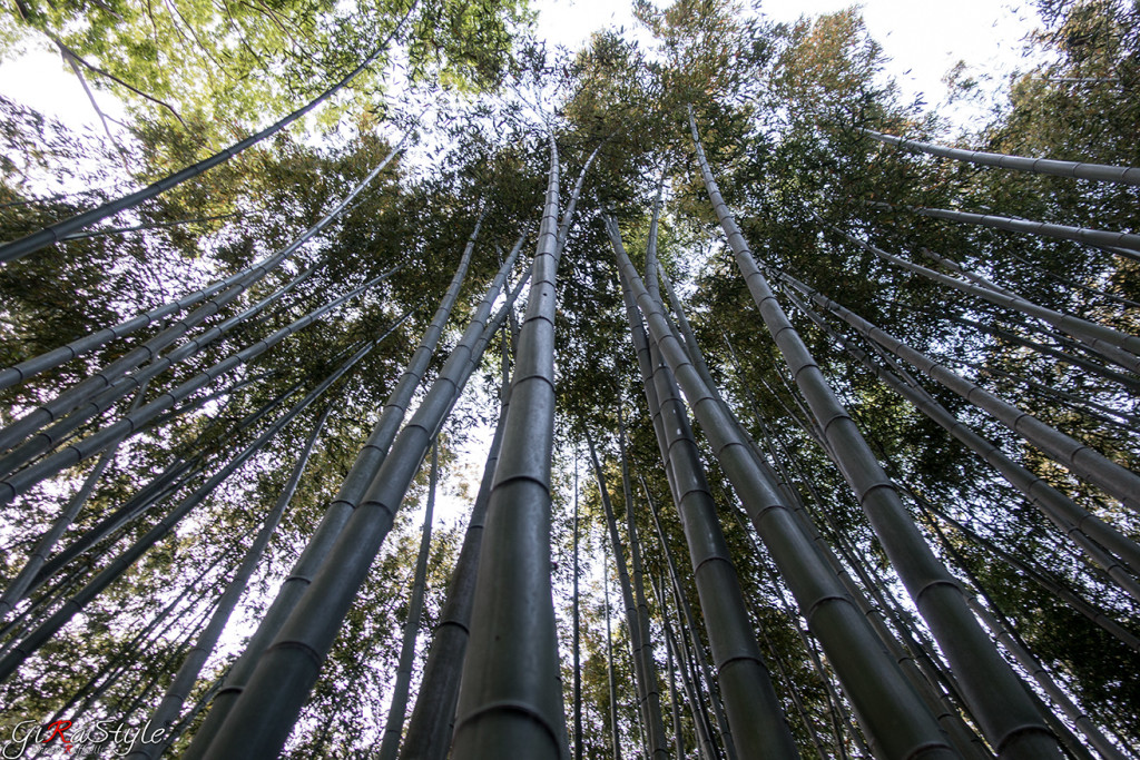 Kyoto foresta di Bamboo