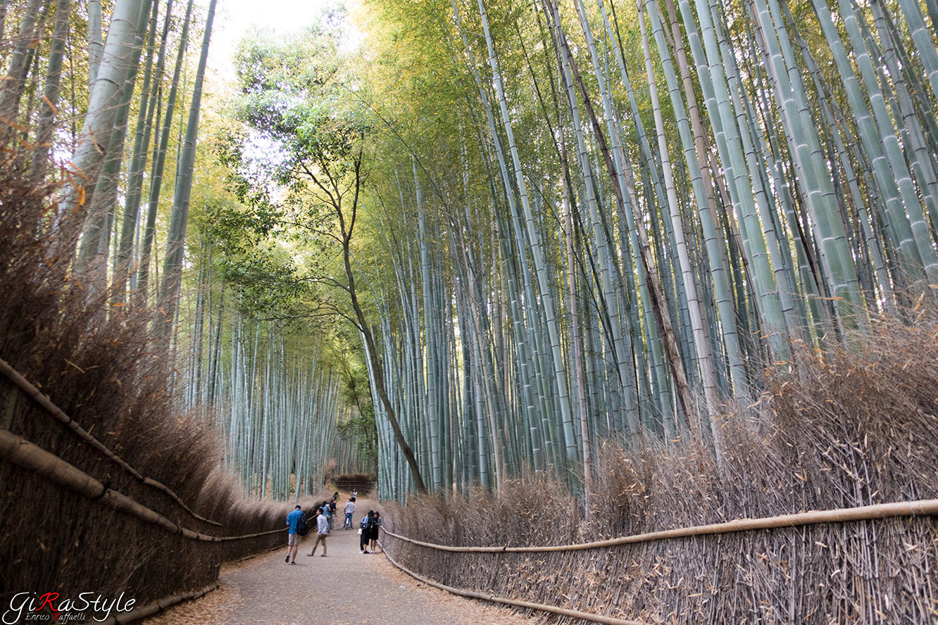 Passeggiata a Kyoto nella foresta di Bamboo